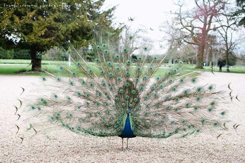 peacock wedding